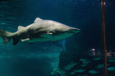 Shark swimming in water