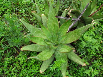 High angle view of plant growing on field