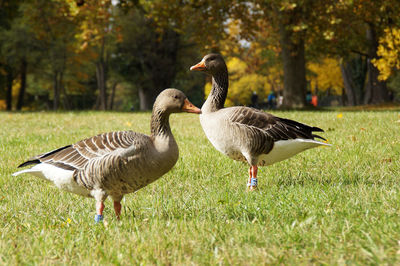 Ducks on field