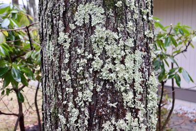 Close-up of lichen on tree trunk