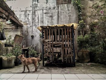 Dog standing in front of built structure