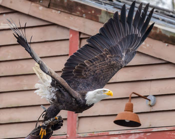 Bald eagle, scientific name haliaeetus leucocephalus , departing from the hand of the falconer 