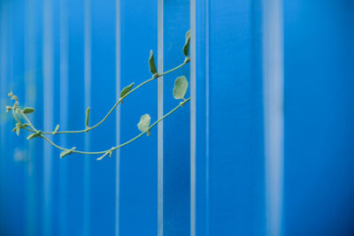 Close-up of blue background