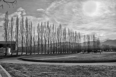 Trees against sky