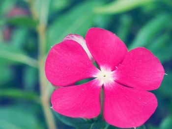 Close-up of pink flower blooming outdoors