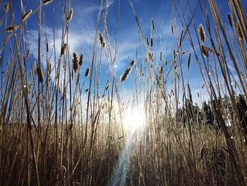 Sun shining through trees