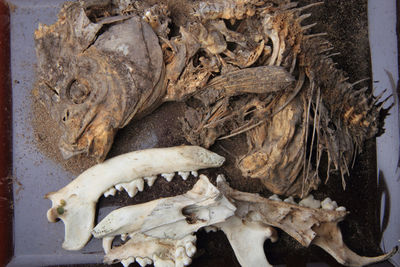 Close-up of animal skull