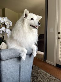 Front angle view of an american eskimo dog