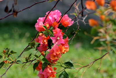 Close-up of flowers blooming outdoors