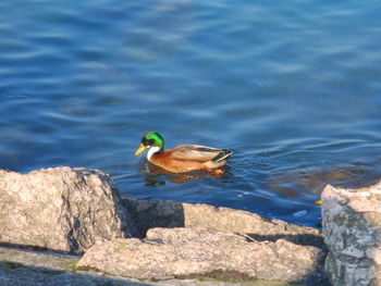 High angle view of mallard duck