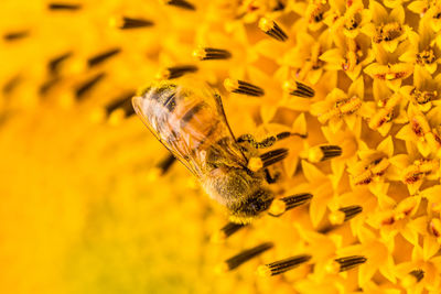 Close-up of bee pollinating on yellow flower