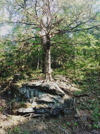 Trees growing in forest