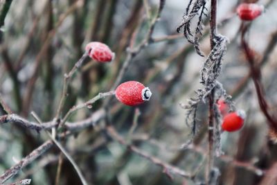 Close-up of frosted red berries growing on tree