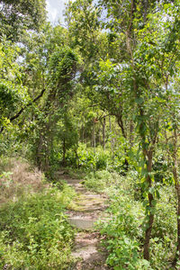 Footpath amidst trees in forest