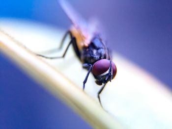 Close-up of insect