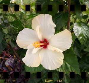 Close-up of white hibiscus blooming outdoors