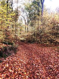 Sunlight falling on autumn leaves in forest