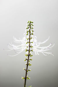 Close-up of plant against white background