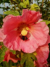 Close-up of bee on pink hibiscus
