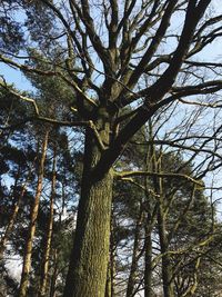 Low angle view of trees against sky