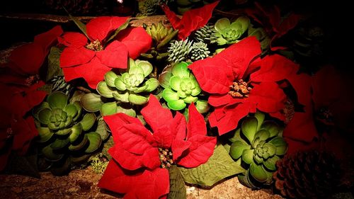 Close-up high angle view of flowers and leaves