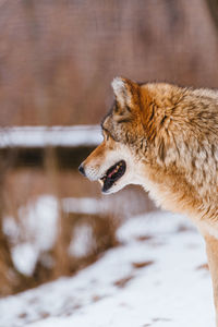 Side view of a dog on snow