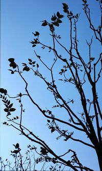 Low angle view of birds perching on tree against blue sky