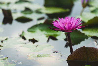 Close-up of pink water lily in lake