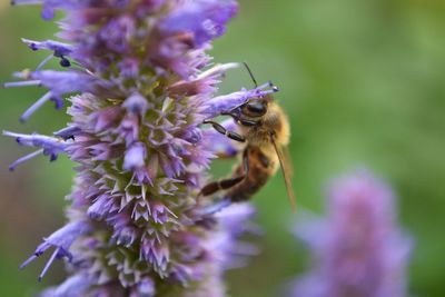 Close-up of bee pollinating on flower