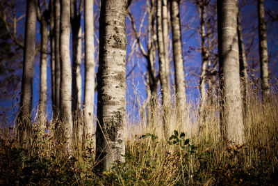 Trees in forest