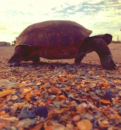 Close-up of snake on sand against sky