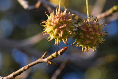 Close-up of plant on branch