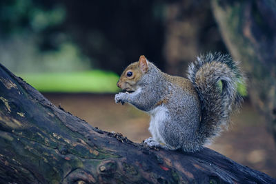 squirrel