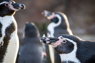 Close-up of penguin eating