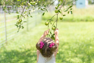 Rear view of girl holing fruit on tree at farm