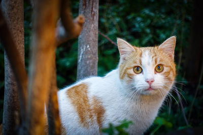 Portrait of cat outdoors