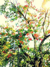 Low angle view of flowering tree against sky