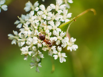 Close-up of bee pollinating on flower