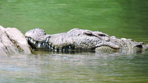 Close-up of crocodile in water