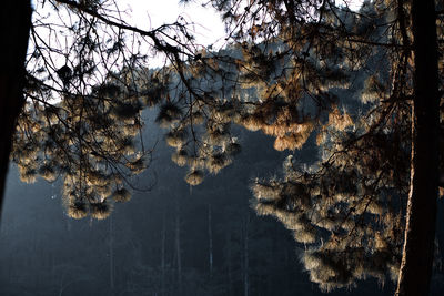 Low angle view of trees against sky during winter