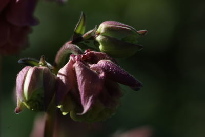 Close-up of flowering plant 