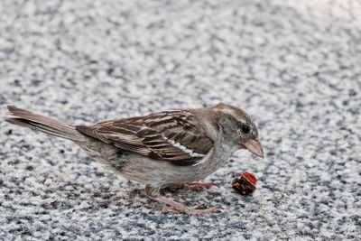 Close-up of bird eating food in winter