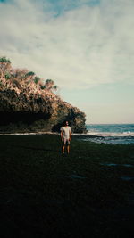 Rear view of dog running at beach against sky