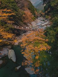 High angle view of stream amidst trees in forest during autumn