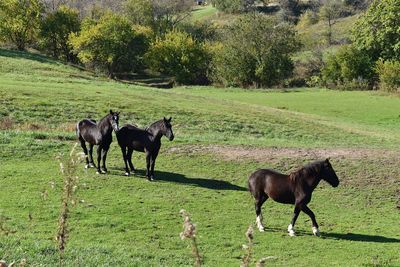 Horses on field