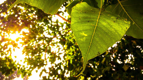 Close-up of leaves against blurred background