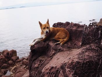 Portrait of dog on rock by sea
