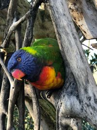 Close-up of parrot perching on tree