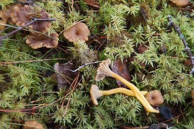 High angle view of mushrooms growing on field