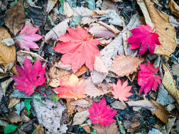 High angle view of maple leaves on plant